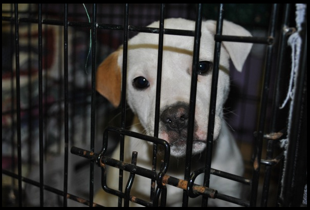 Slideshow: Board finally approves new animal shelter