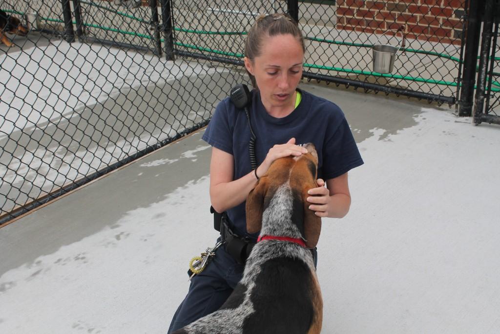 Volunteer Abbey Gill pets Randal, a beagle. Photo by Cassie Kolbo.