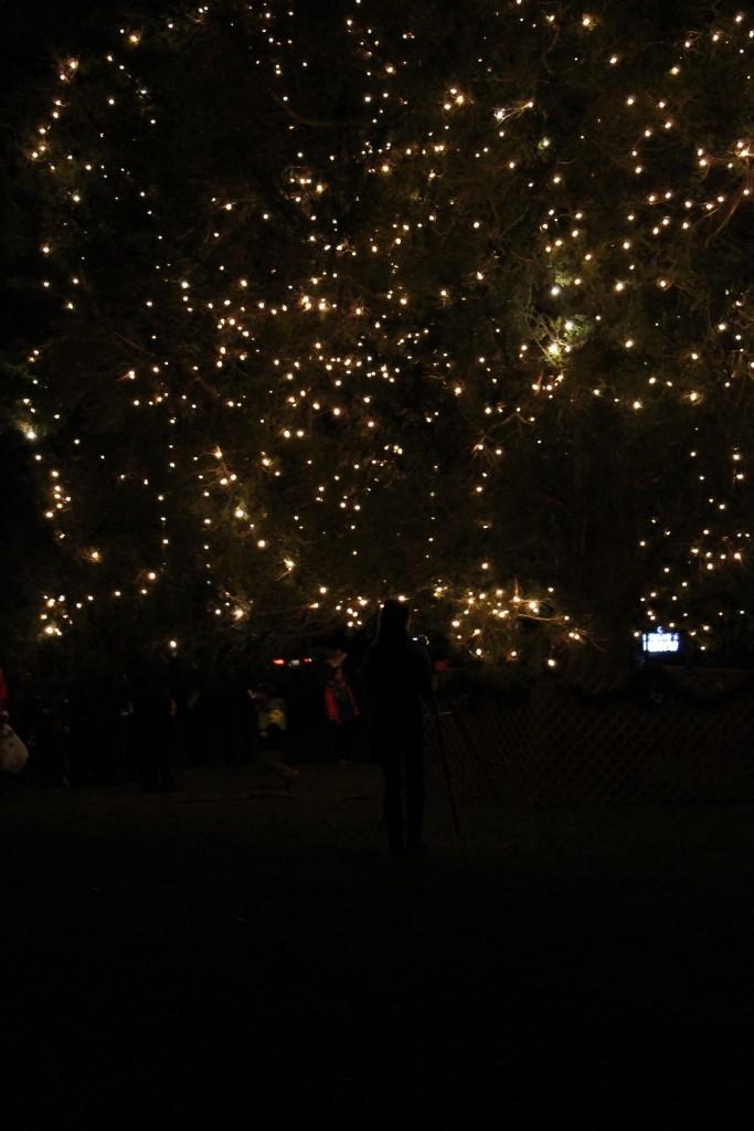 Prince+George+Annual+Tree+Lighting