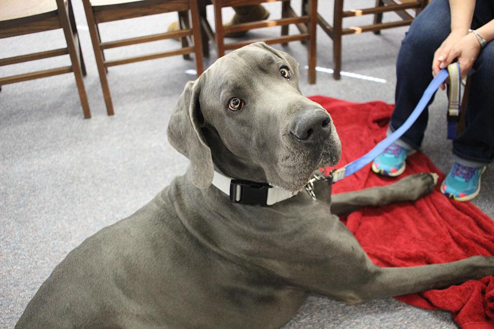 Therapy Dogs Support Students In Library